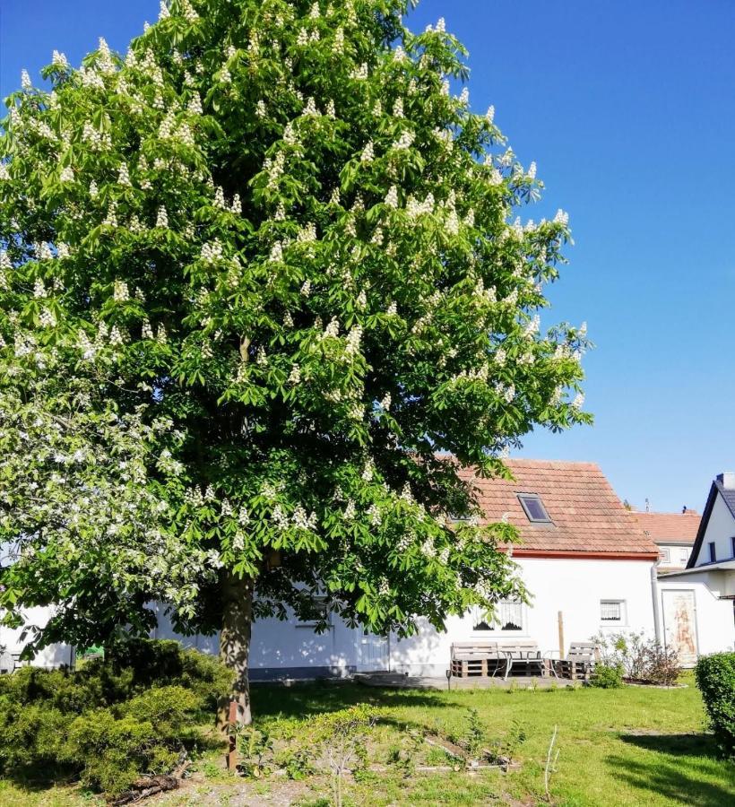 Ferienwohnung Lodig Gross Sarchen Kültér fotó